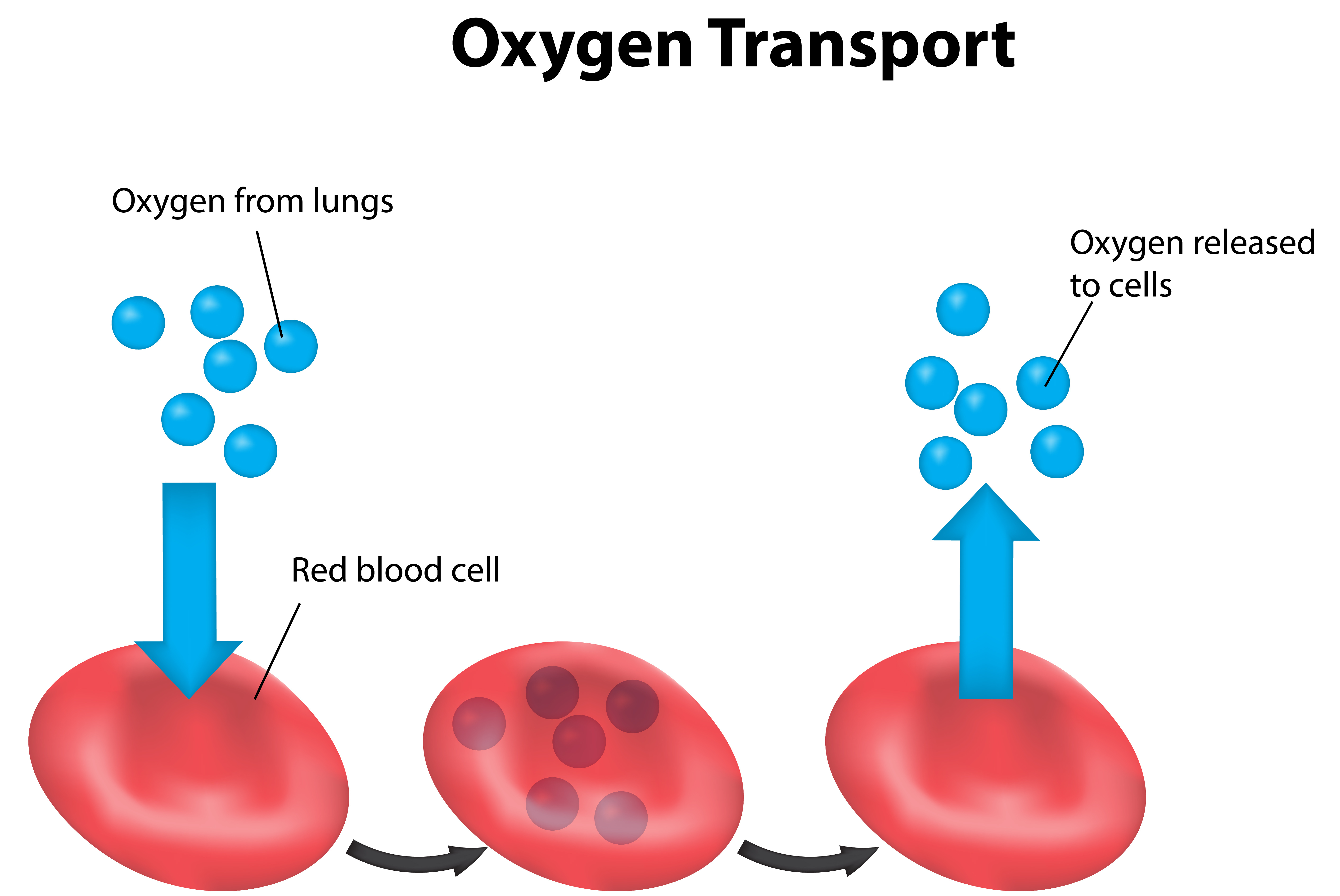 Соединение кислорода в крови. Транспорт кислорода кровью. Что доставляет кислород в клетки. Транспорт кислорода в клетку. Эритроциты транспортируют кислород.