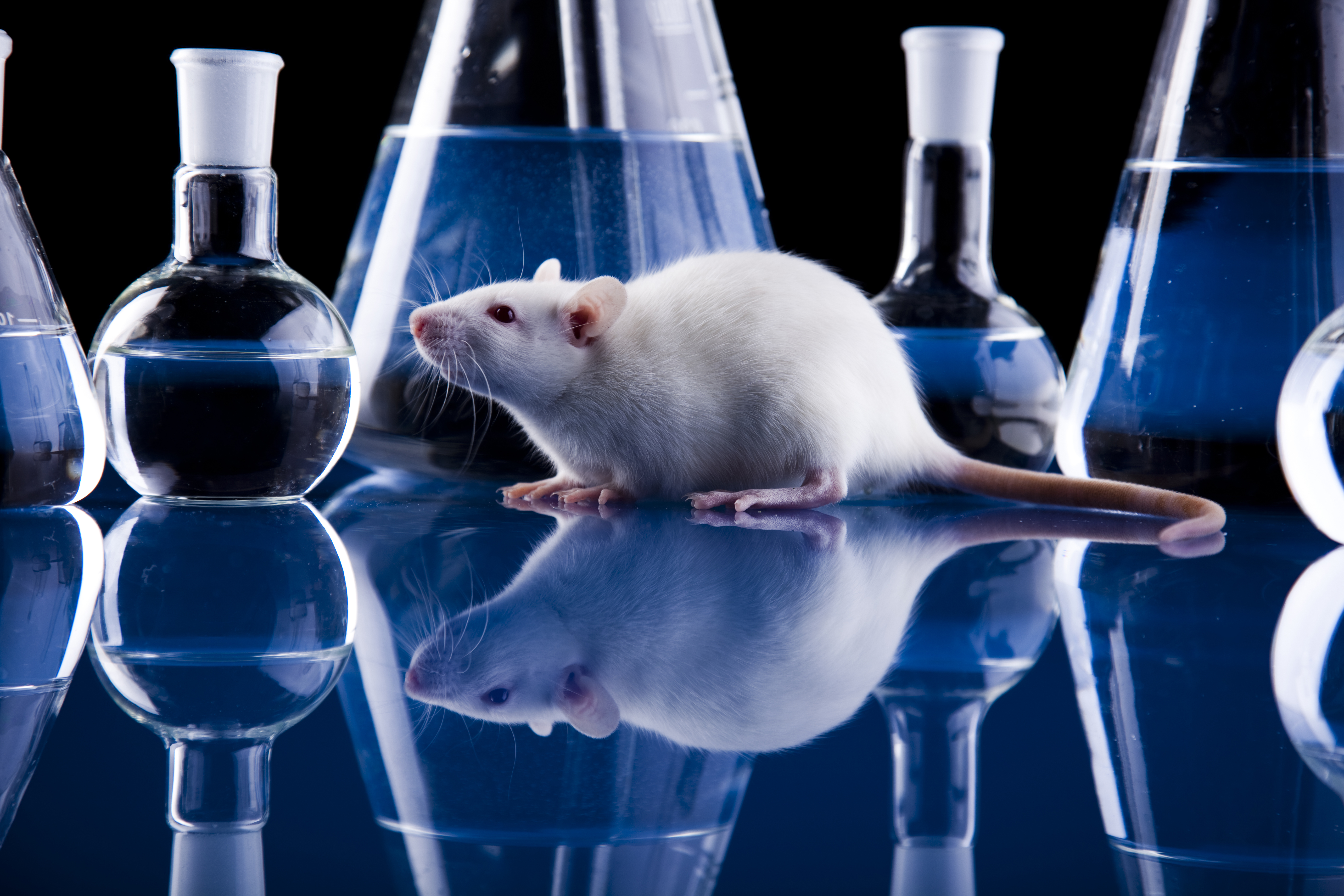 Вакцина мыши. Лабораторная крыса. Эксперимент с мышами. Лабораторные мыши.