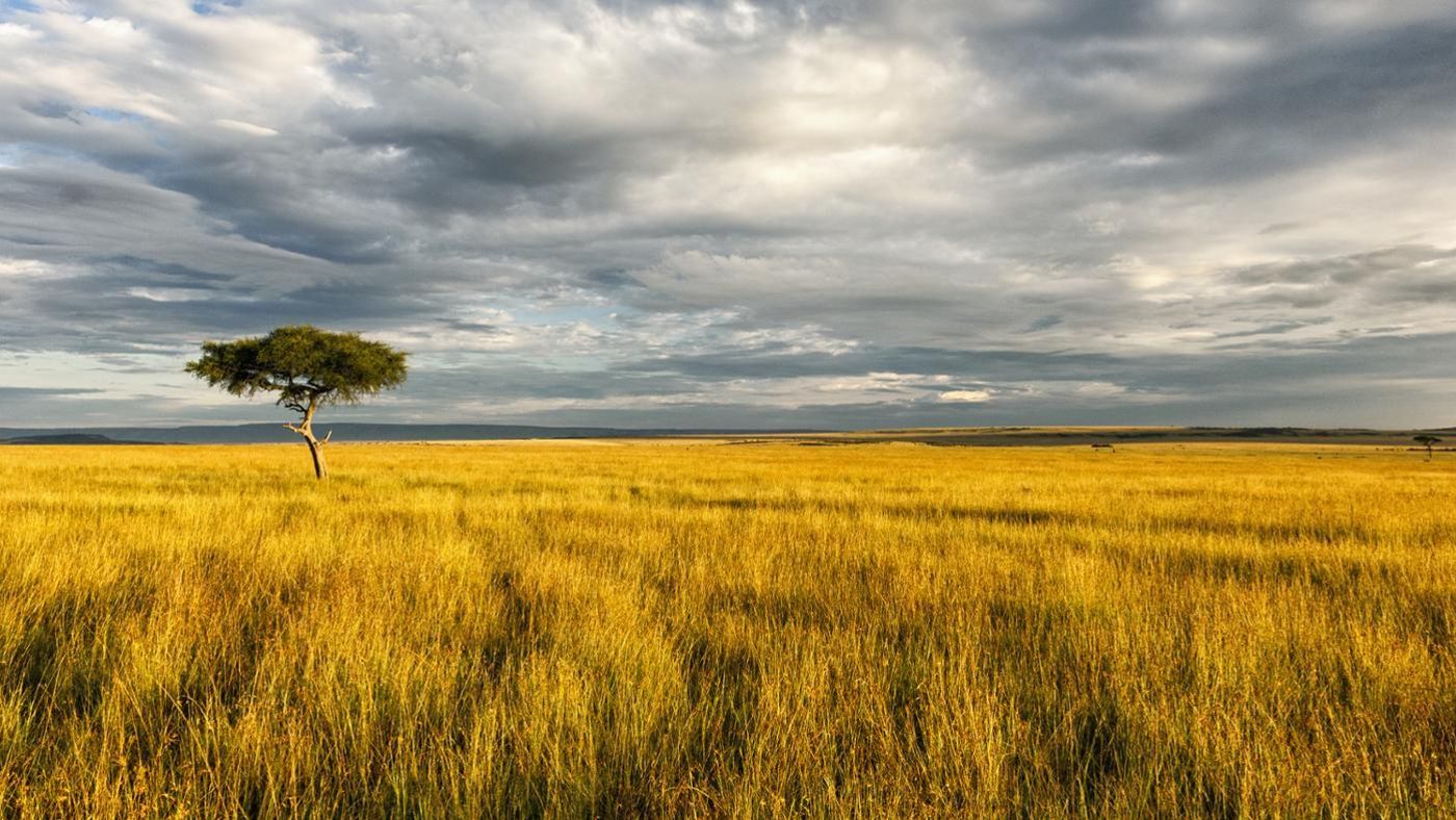 Занимает обширные равнины африки природная зона. Африканская Саванна Ахтубинская степь. Травянистая равнина Саванна. Высокотравные саванны. Трава в саванне.