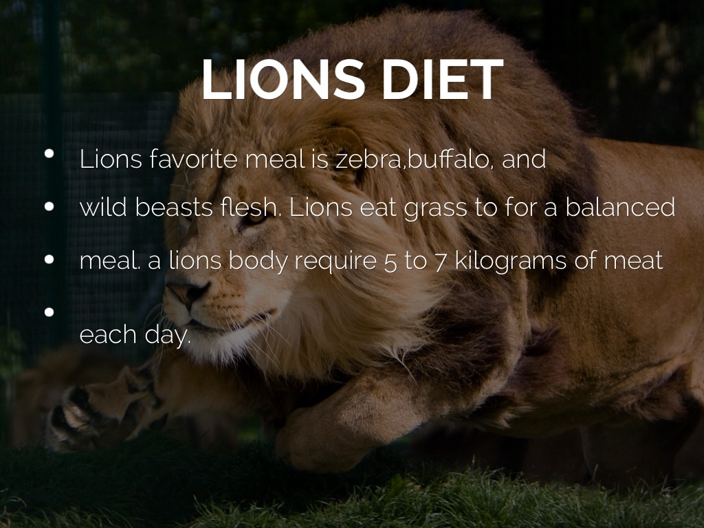 Самка Льва как называется. Какие животные могут съесть Льва. Сколько съедает Лев в день. Сколько Лев съедает мяса в день. Лев сколько кг