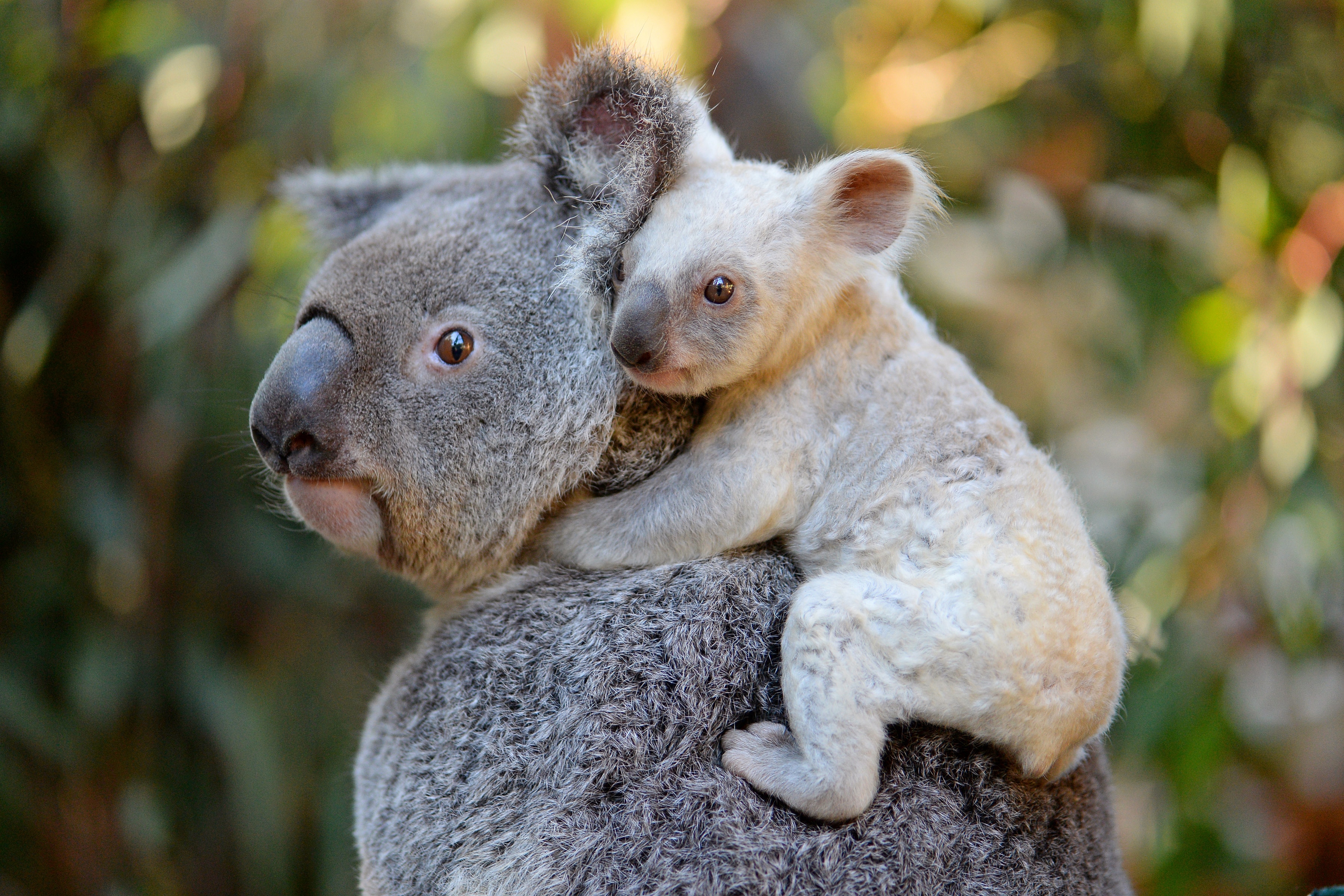 Коала страна. Животные Австралии коала. Коала сумчатое. Сумчатый медведь коала Австралия. Лысая коала.