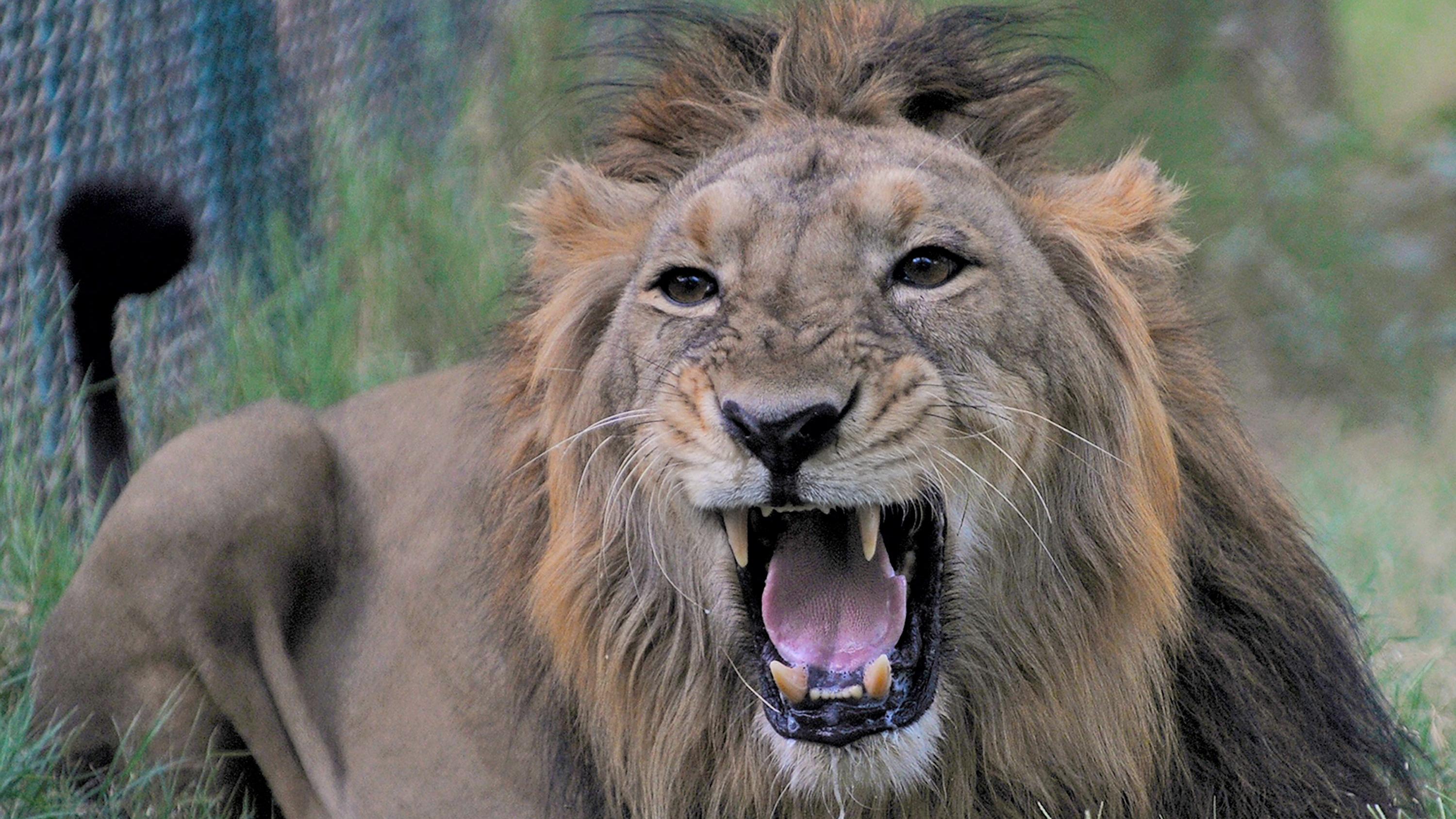 Predatory Lion. Сообщение по биологии по теме хищники Лев.