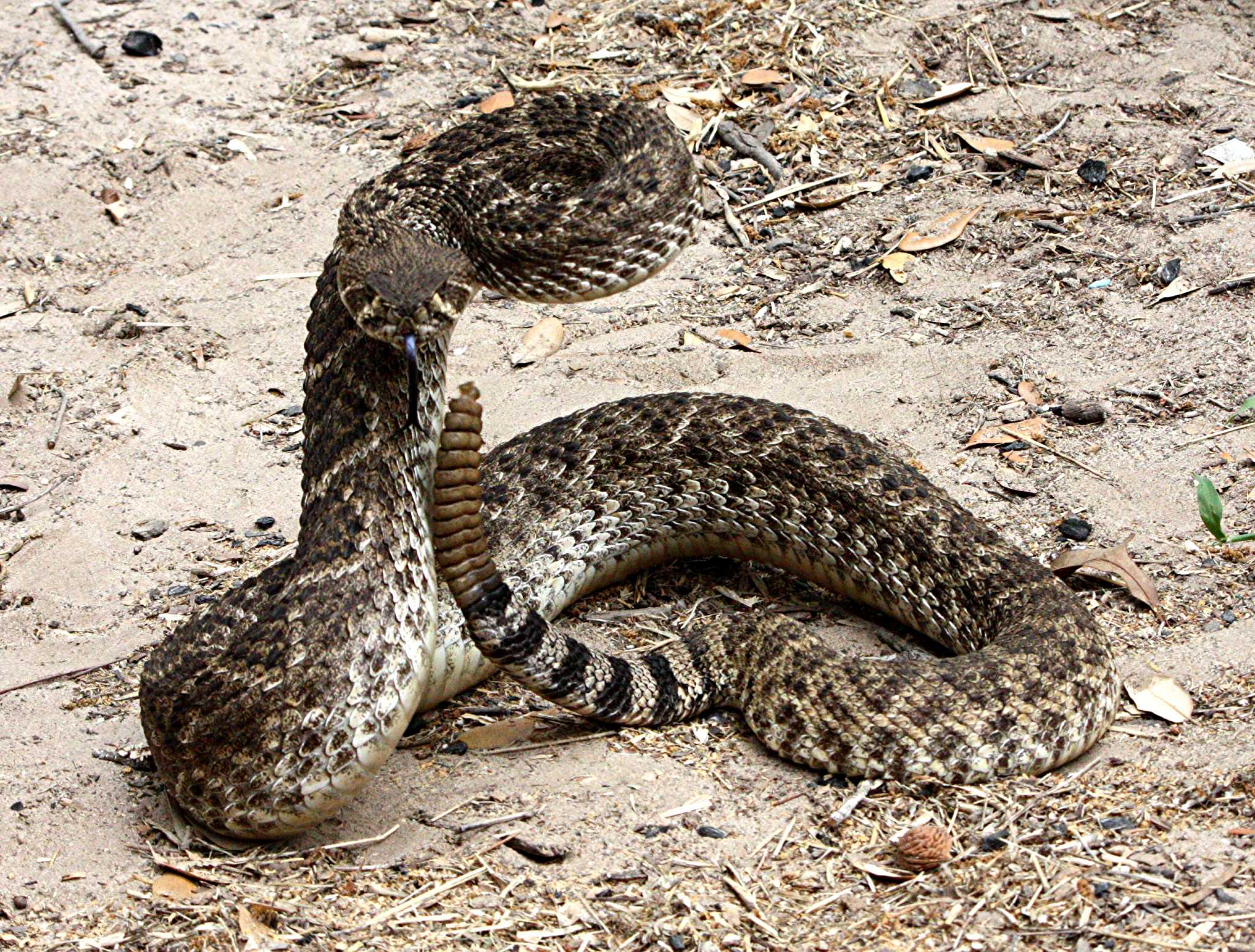 Змей в какой группе. Змеи Техаса. Ядовитые змеи Техаса. Rattlesnake ядовитые змеи. Ядовитые змеи Техаса раттан.