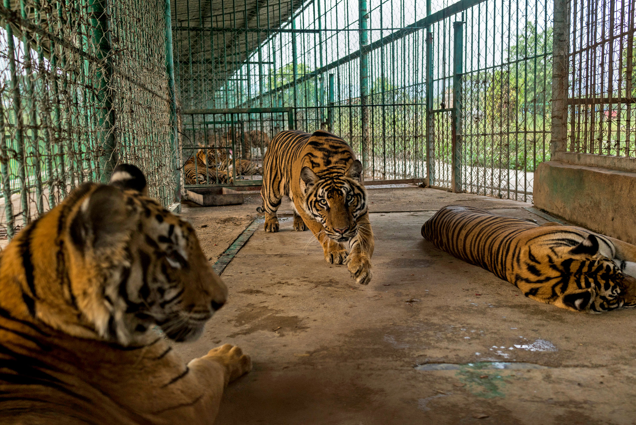 Тигр живет на материке. Тигриный монастырь Таиланд. Тигриная ферма Тайланд. Тигр в неволе. Тигр в клетку.