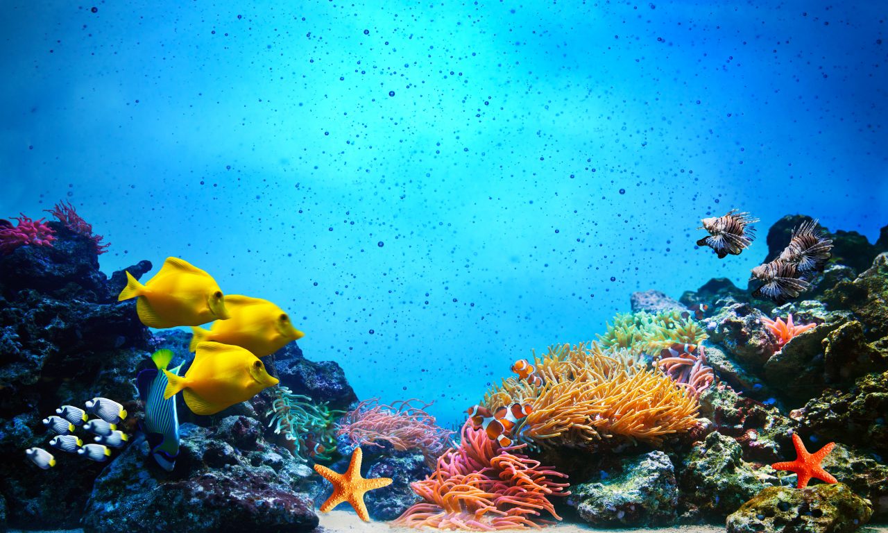 الضحلة الشعب كائنات المياة في المرجانية هي تتكون حية كائنات حيه