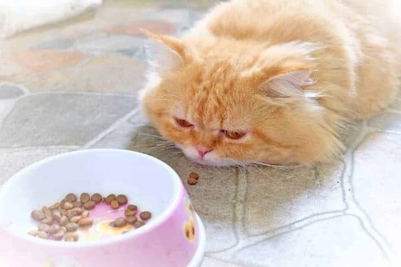 Кошка ничего не ест. Привередливый кот. Кот отказывается от еды. Кот аппетит. Кот привередничает в еде.