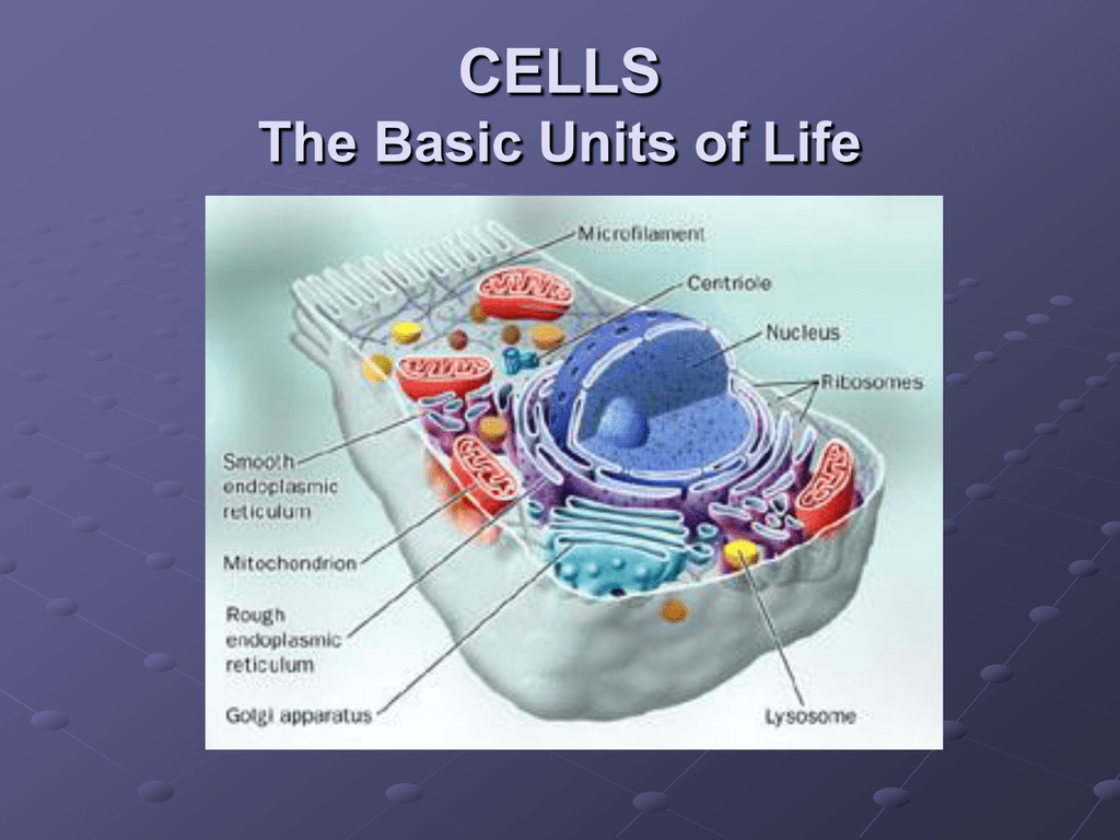 Basic unit. Клетка Cell. Basic Units of Life. Что такое Cells в Basic. Cell as a Basic Unit of Life.