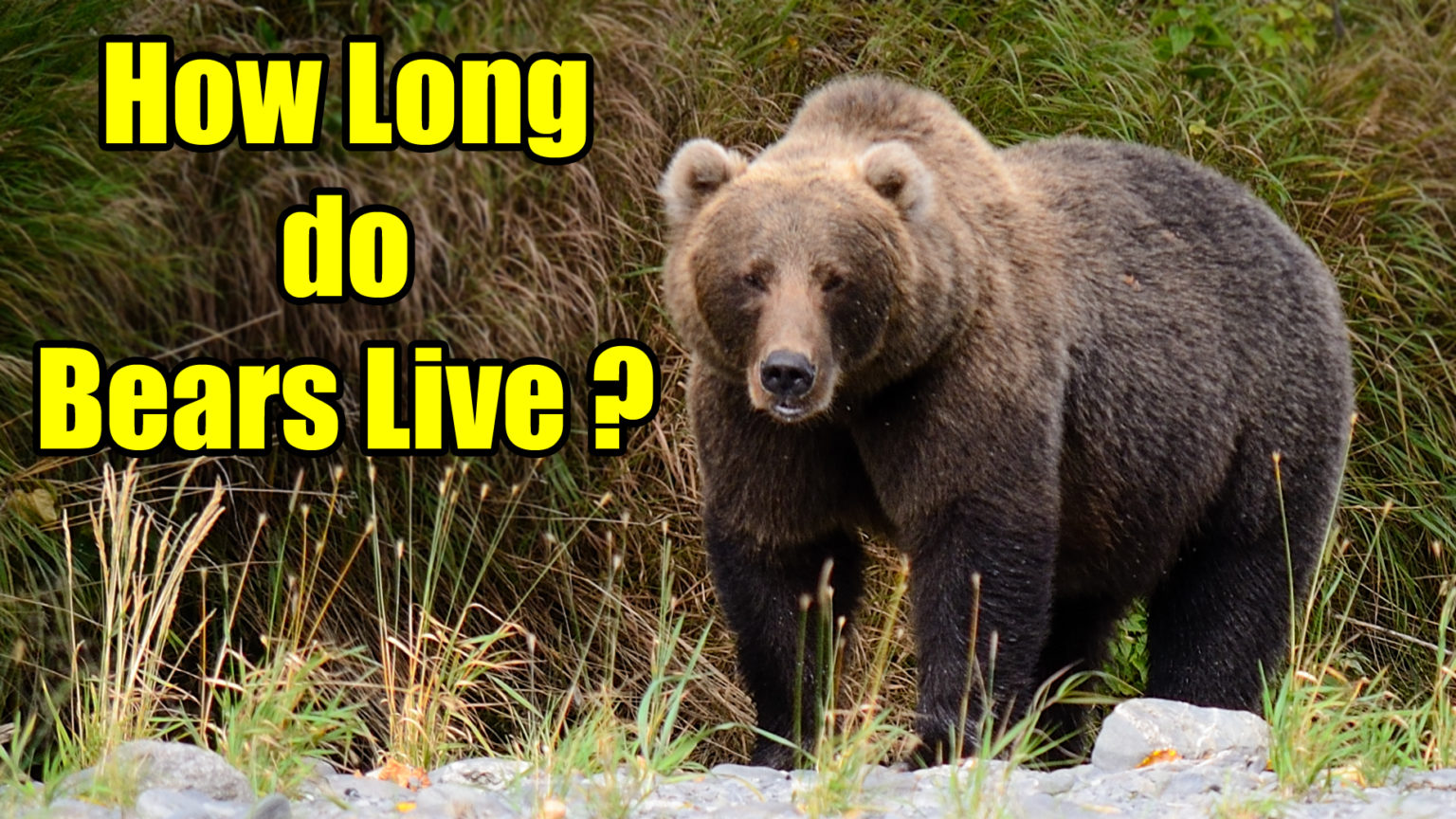 Медведь средний. Where bears live