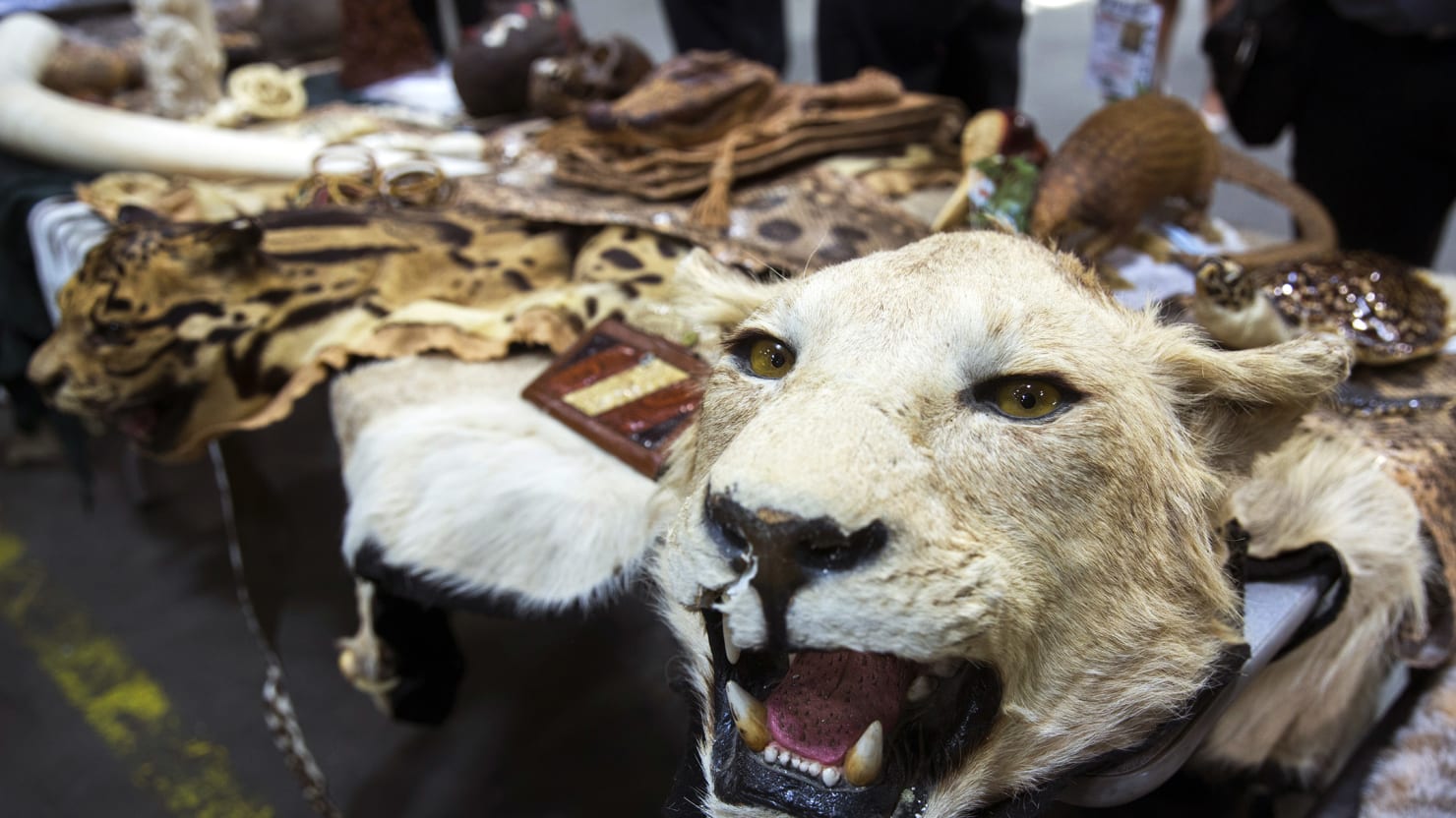 The illegal Wildlife trade: inside the World of Poachers, Smugglers and traders. Мясо львов едят