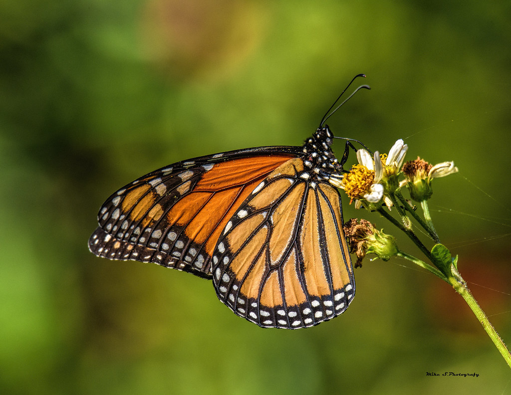 kapag binisita ka ng isang monarch butterfly