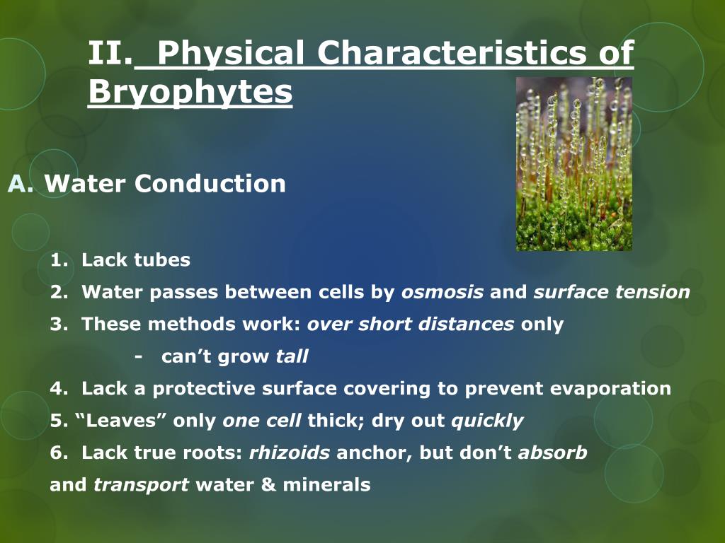 ¿cuales son las 7 caracteristicas de las plantas?