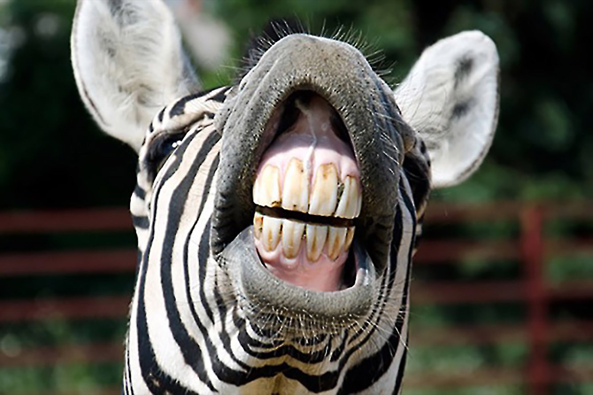 quale animale ha 500 denti